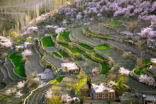 istock spring season in Pakistan 1258082489