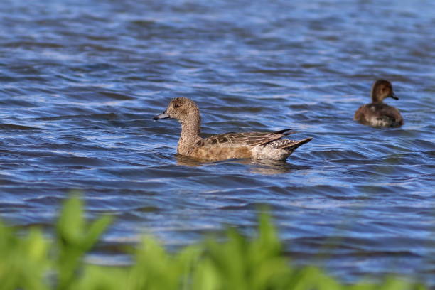 istock Anas penelope. Wigeon duck in summer in the Arctic 1258083394