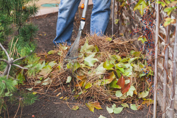istock Pile of collected leaves and pine needles on ground 1258084348