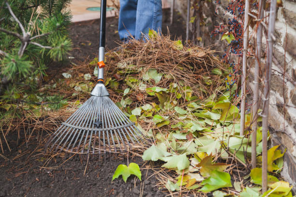 istock Metal rake collect fallen pine needles close-up 1258084389