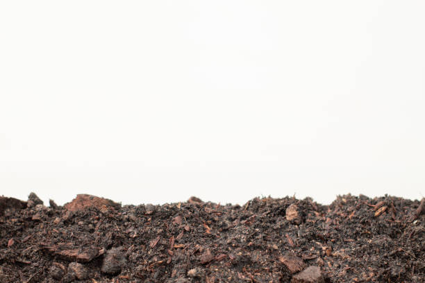istock Trees are growing on moist soil on a white background. 1258084989
