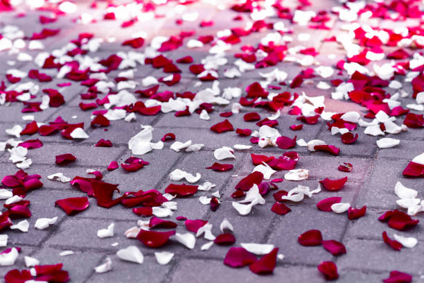 istock Red rose petals on paving slabs 1258085141
