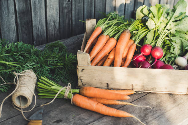 istock Concept for root vegetable, organic raw food 1258085169