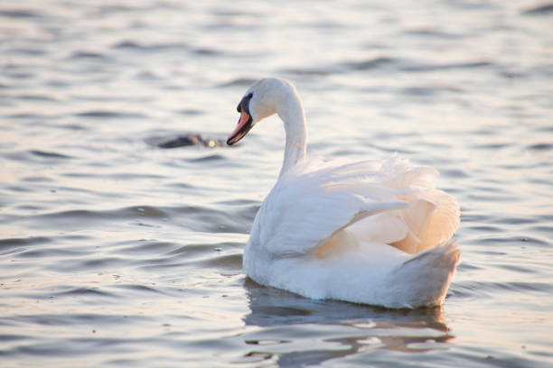 istock White Swan swims on water 1258086964