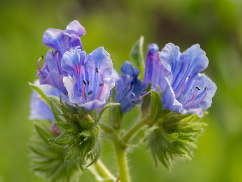 Close up of a vipers bugloss (echium vugare) plant in bloom