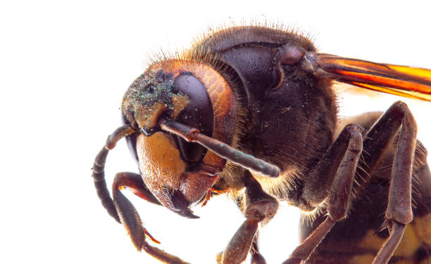 istock insect hornet's face-to-face picture on a white background 1258087285