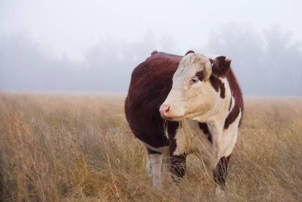 Beef cattle (Herofed) grazing  in morning fog and sun