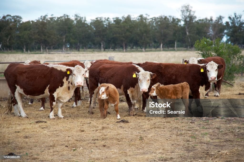 Sapi Many Herd Sapi Sapi Merumput Dengan Anak Sapi Foto Stok - Unduh Gambar ...