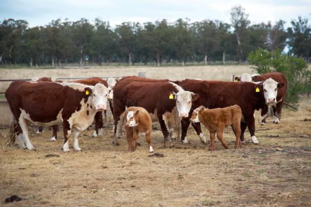 istock Herd of beef cattle grazing with calves 1258088029