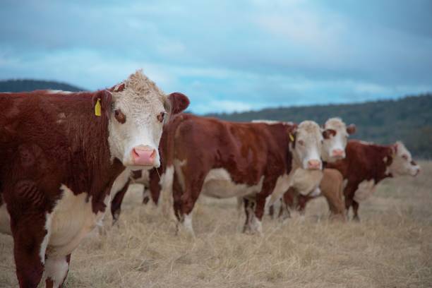 istock Herd of beef cattle grazing with calves 1258088061