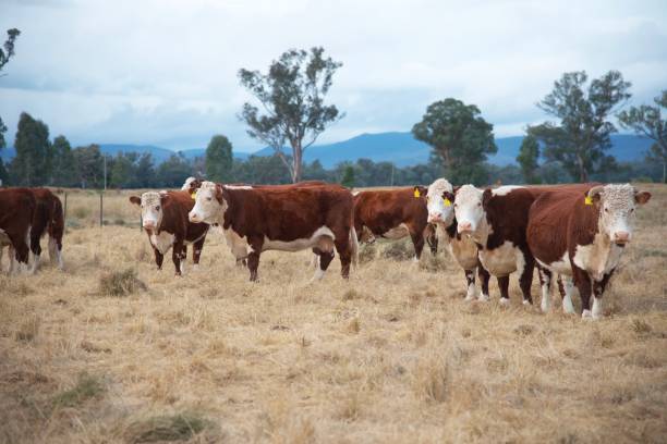 istock Herd of beef cattle grazing with calves 1258088072