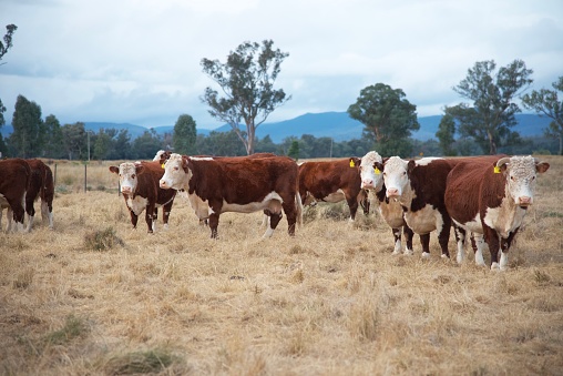 Herd of grass fed beef cattle (Herofed) grazing with calves
