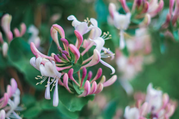 цветы lonicera sempervirens, или обычная жимолость, европейская жимолость или дровополоса. крупным планом и мягкой фокусировкой - honeysuckle pink фотографии стоковые фото и изображения