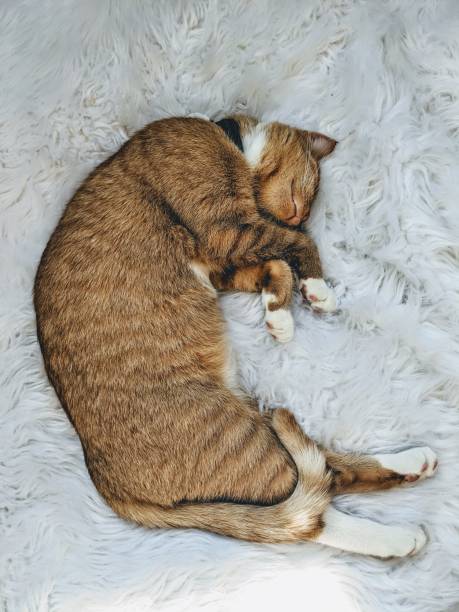 Orange kitten curled up sleeping in white fluffy background