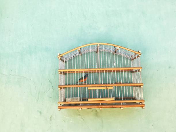 istock a bird in the birdcage 1258090944