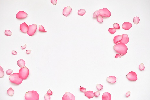Desenfocado muchas corolas rosa rosa dulce sobre fondo blanco con estilo suave photo