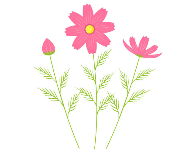 istock Vector illustration of cosmos flowers blooming in autumn . 1258093836