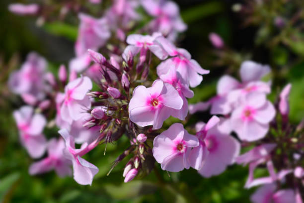 istock Perennial phlox flowers 1258095325