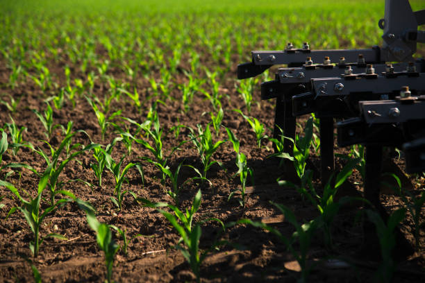 istock Rows of young, freshly germinated corn plants 1258096046