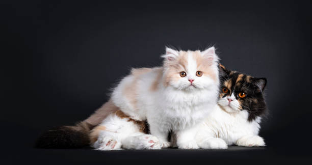 istock White with creme British Longhair cat on black 1258096246