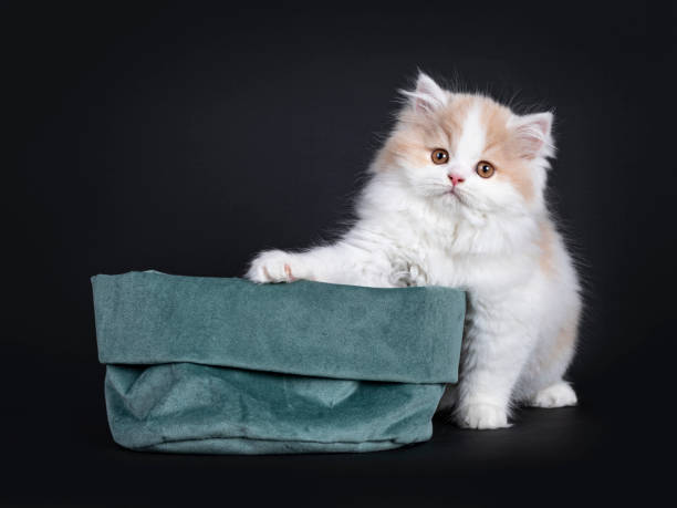 istock White with creme British Longhair cat on black 1258096250