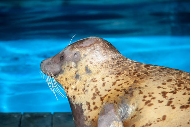 istock Profile of a seal. 1258096580