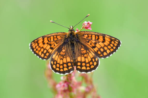 istock Nickerl's fritillary butterfly with its wings spread 1258096736