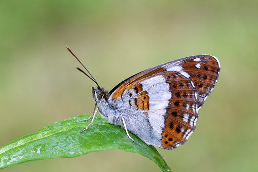 White admiral (Limenitis camilla), a butterfly showing its orange and white underwing, sitting on a leaf with raindrops