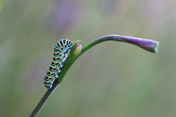 旧世界のキャタピラーツバタフライ - scarce swallowtail ストックフォトと画像