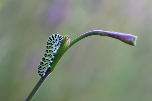 гусеница старого света ласточка бабочка - scarce swallowtail стоковые фото и изображения