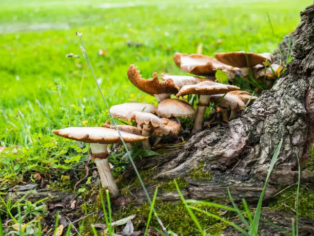 Photo of Mushrooms and champignons growing at the base of a tree trunk