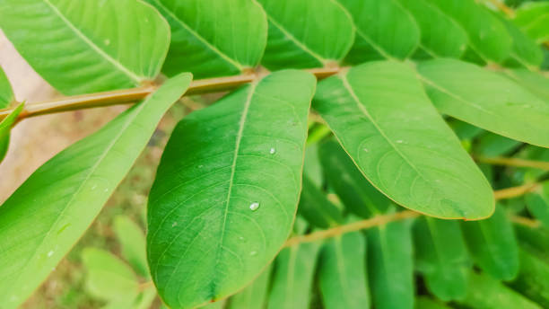 istock selective focus on small flowers with green leaves 1258098706