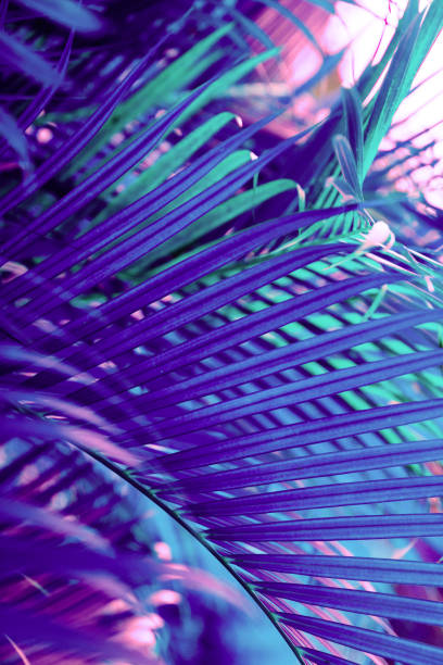 istock Neon colored palm tree leaves. Tropical trees background 1258099774