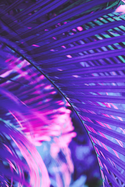 istock Neon colored palm tree leaves. Tropical trees background 1258099775