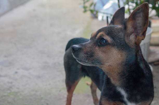 small black brown toy terrier