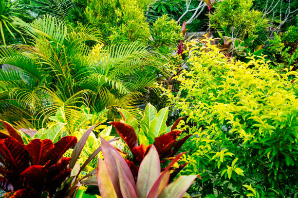 istock Lush tropical garden on Bali 1258100072