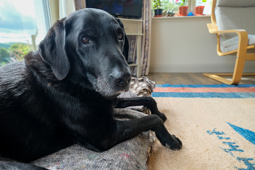 An elderly black labrador, lying down in the heart of the family home. He is lying on his mattress bed by a bright patio window door, which is placed on a warm rug. He is looking at the camera, with grey whiskers and eyes that are becoming blind. He is happiest surrounded by those who love and care for him, making sure he has the best quality of life in his old age.
