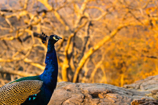 Indian Peacock, Photographed at Ranthambore National Park.