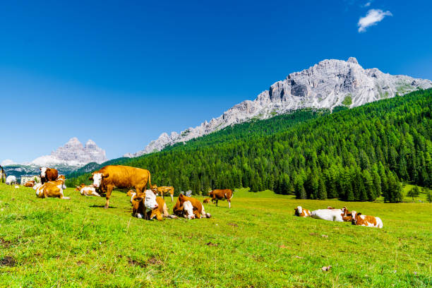 istock Brown cows grazing on alpine meadows in a sunny day. 1258101584