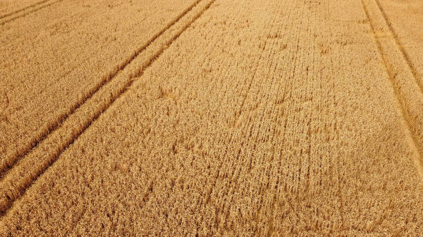 istock Agriculture field with tractor lines in a golden light - aerial view with middle angle 1258101621