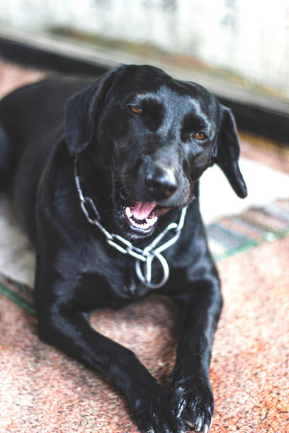 istock Dog lying on the floor and gnaw a bone 1258101712