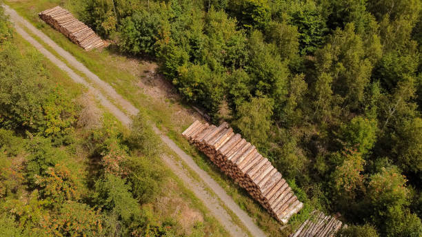 istock wood stacks from the top on a path in the forest - drone view 1258101736