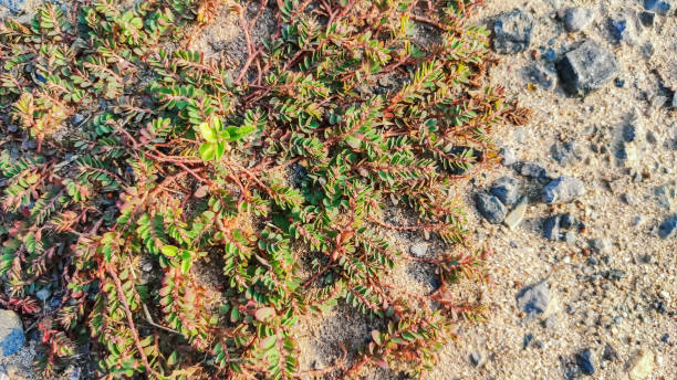 istock view of small grass plant on dry soil 1258101772