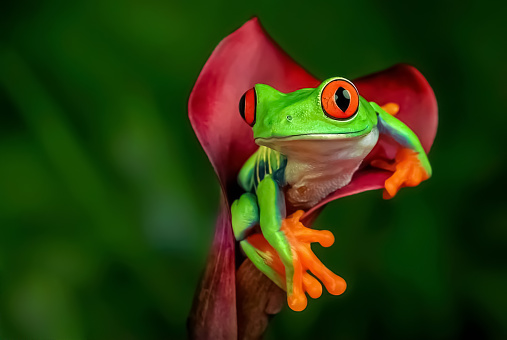 Green coloured frog is sitting inside the tulip flower is focused with blurred background