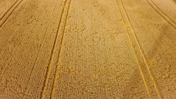 istock rye field with lanes - sun from the bottom to the top 1258101866