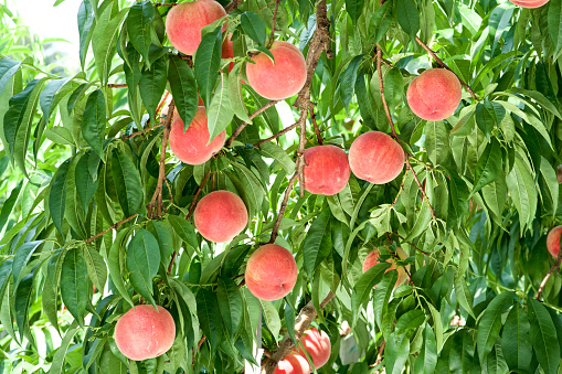 Peaches growing in an orchard in Germany