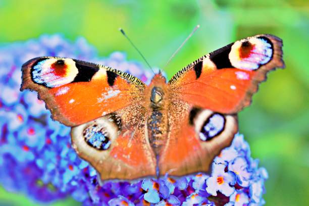 istock Day peacock eye in the garden 1258102604