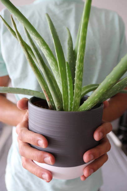 istock Holding aloe vera in a pot 1258102814