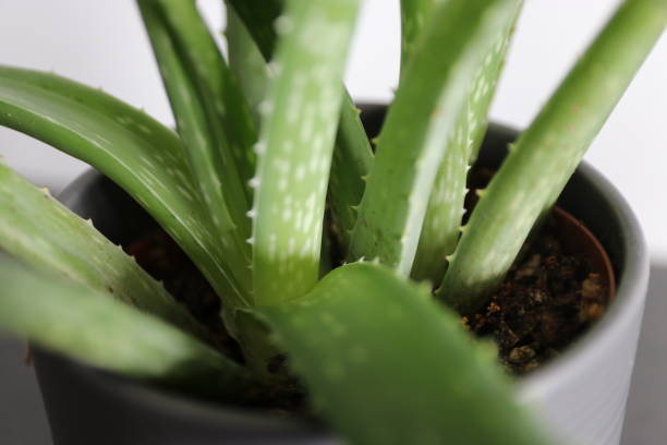 istock Aloe vera in the living room 1258103074
