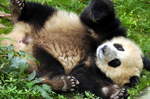 Endangered Panda in CHengdu China
